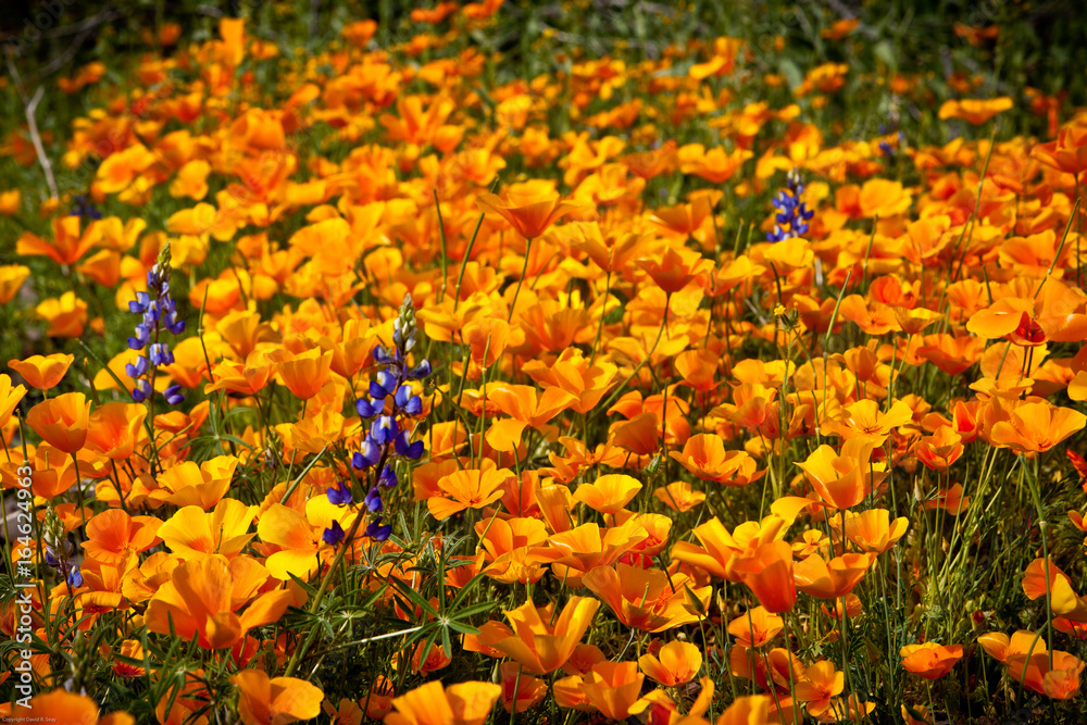 Blue Lupine among Mexican Gold Poppies
