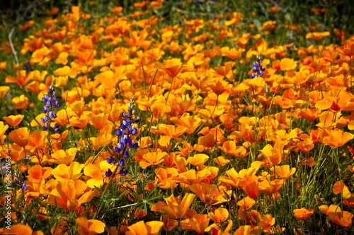 Blue Lupine among Mexican Gold Poppies © David