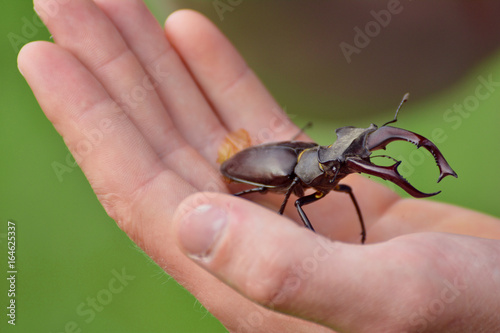 Stag beetle (Lucanus cervus) on a hand