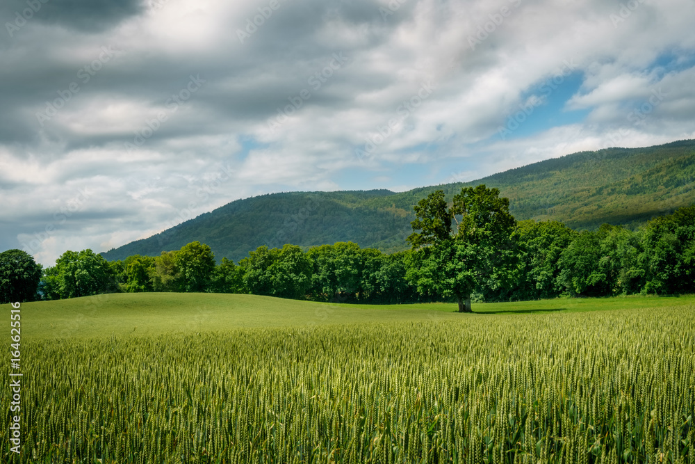 Wheat field