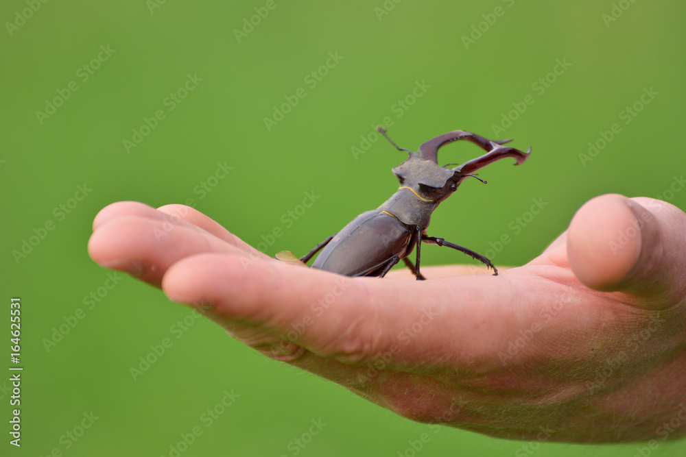 Obraz premium Stag beetle (Lucanus cervus) on a hand