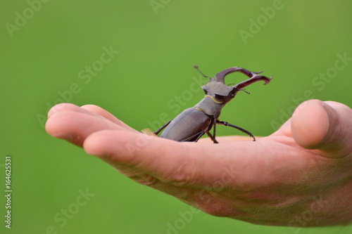Stag beetle (Lucanus cervus) on a hand