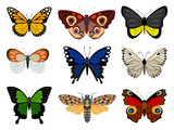 Collection of Butterflies