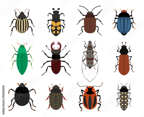Billede på lærred Collection of cute beetles