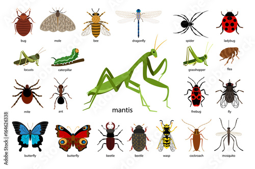 Fényképezés Large set of different insects