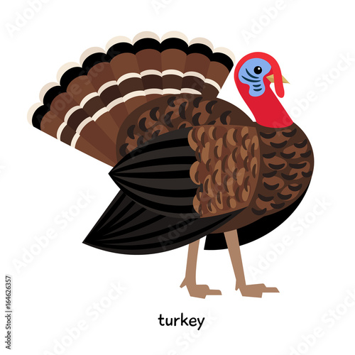 Turkey farm bird with red head