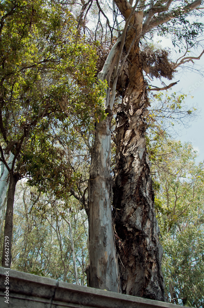 Fototapeta premium Eucalyptus tree