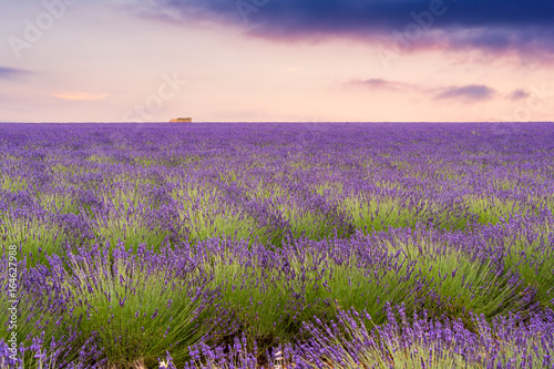 Lavender fields in Valensole  France