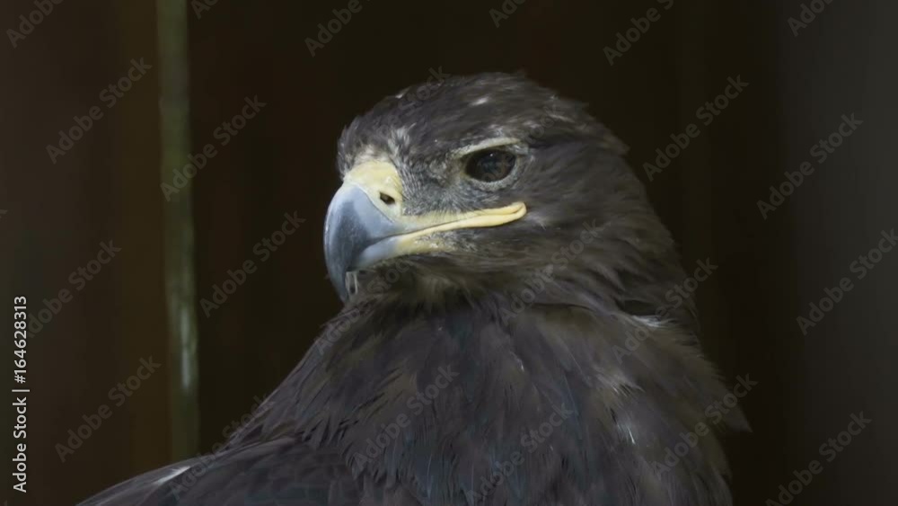 The head of the eagle is a close-up on a black background. Portrait of a large eagle. Predator hunting. Golden Eagle. The head of the eagle is a close-up on a black background. Portrait of a large eagle. Predator hunting. Golden Eagle.