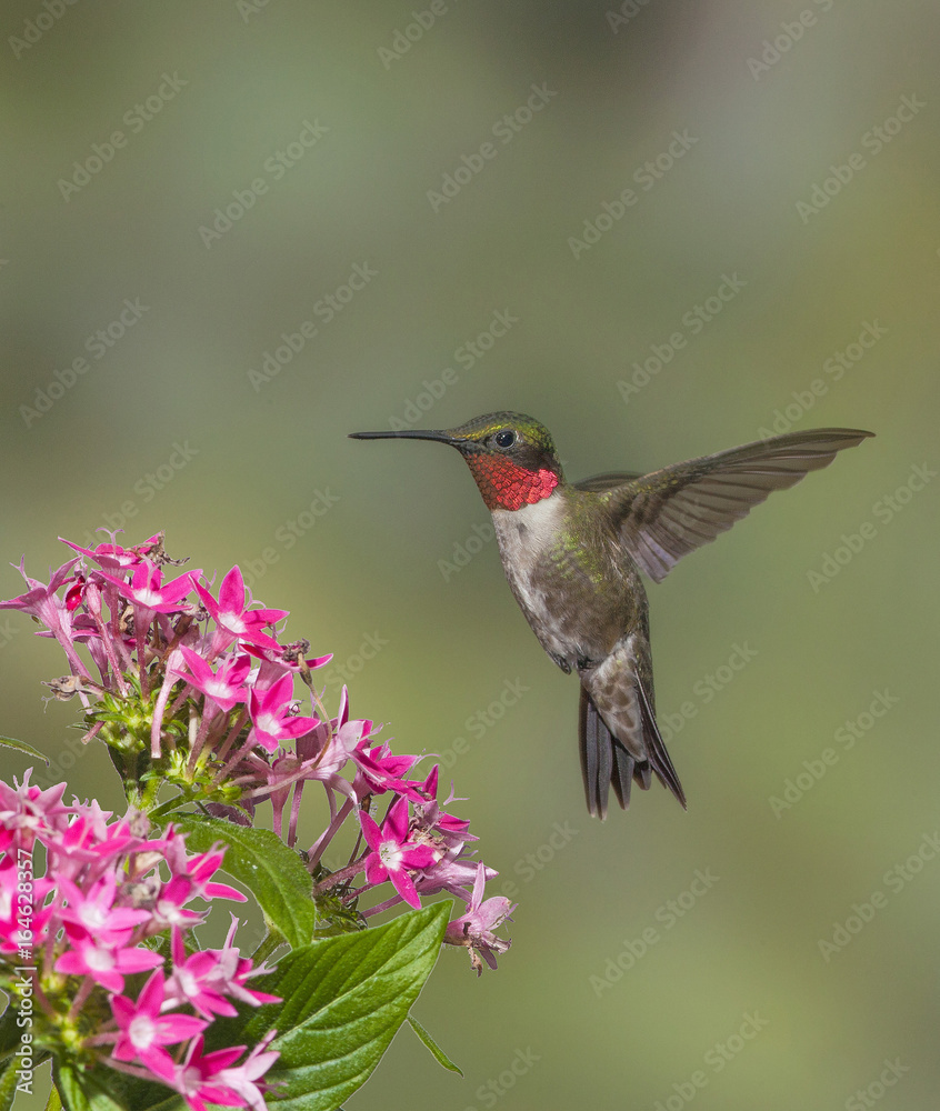 Fototapeta premium Male Ruby-Throated Hummingbird 