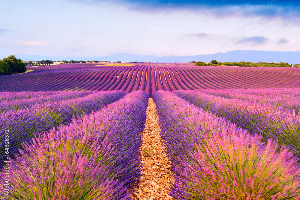 Obraz premium Lawendowe pola w Valensole, Francja