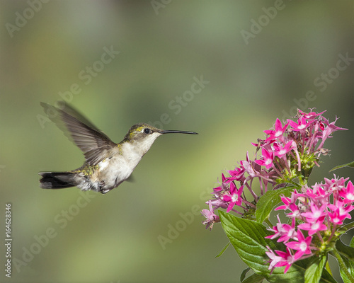Female Ruby-throated Hummingbird © RIck