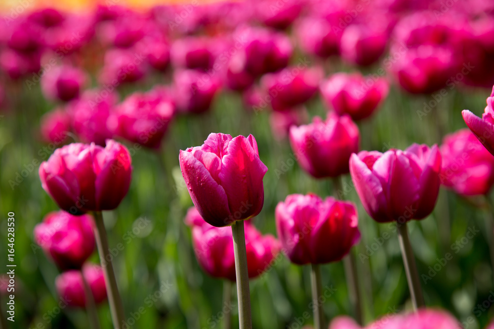 Beautiful tulips backdrop green stems concept spring Beautiful tulips backdrop green stems concept spring
