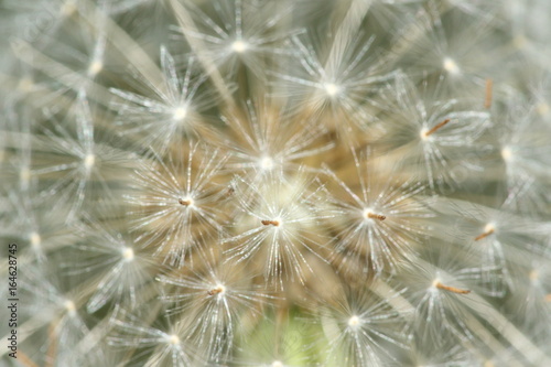 Dandilion  Taraxacum 