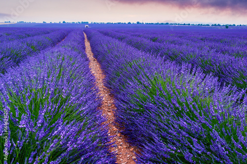 Lavender fields in Valensole  France