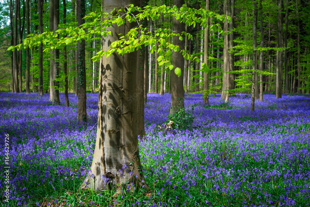 Fototapeta Fresh green leaves on a beech in a sea of blue bells