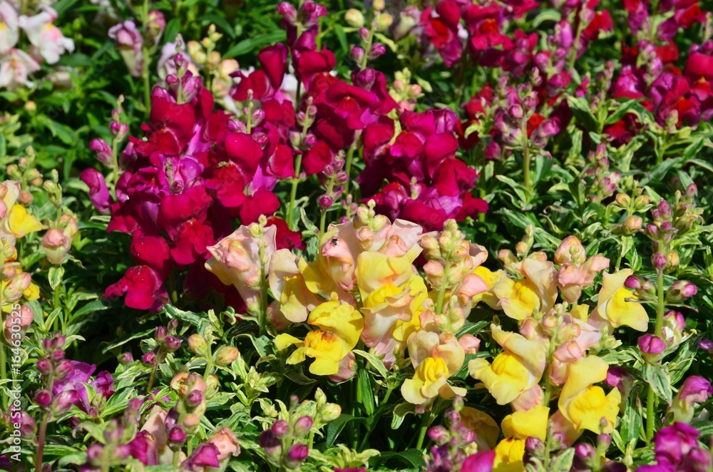 Antirrhinum Löwenmaul Löwenmäulchen blüht bunt im Garten Stock