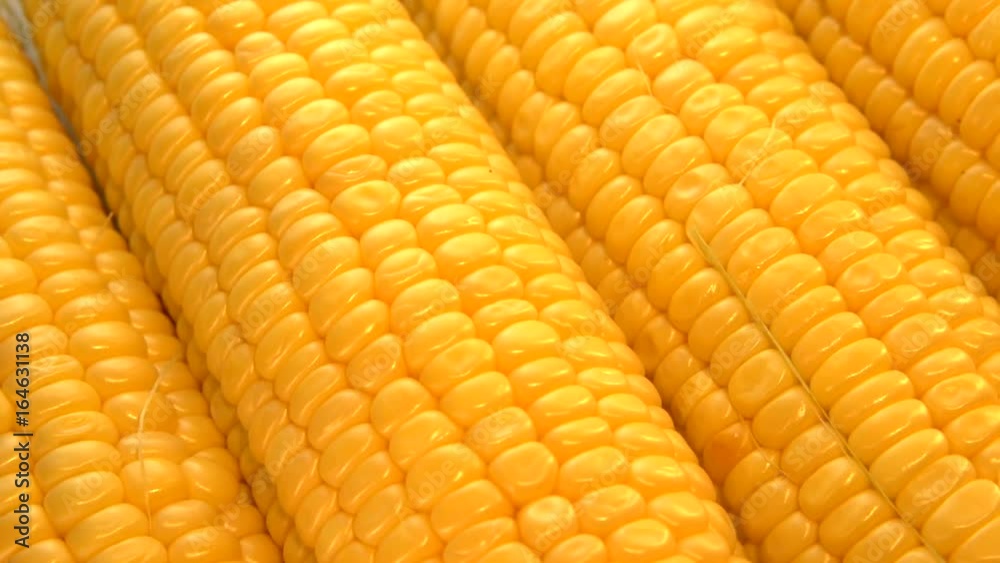 Corn. Corn cobs on the whole screen rotate 360. Looping is possible. Background of corn. High speed camera shot. Full HD 1080p. Corn. Corn cobs on the whole screen rotate 360. Looping is possible. Background of corn. High speed camera shot. Full HD 1080p.