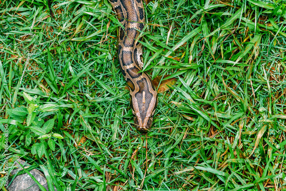 Naklejka premium Burmese python snake crawling on grass seen from above