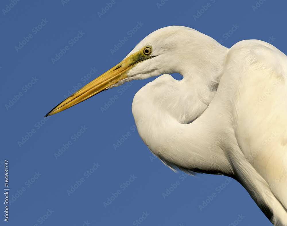 Great Egret Great Egret