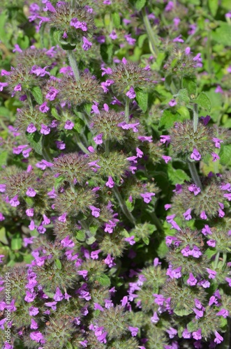 Alpen-Helmkraut bl  ht lila - Scutellaria alpina