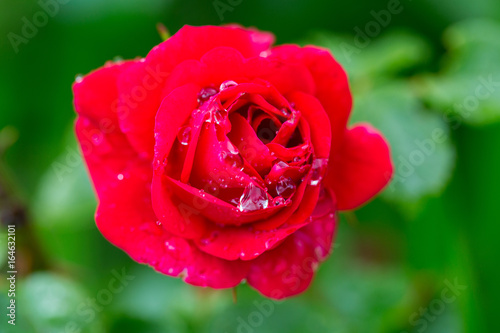red rose growing
