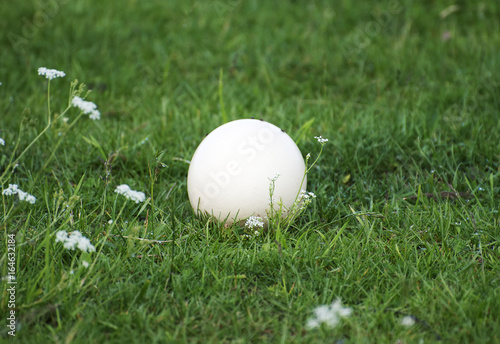 An ostrich egg laying on the grass.