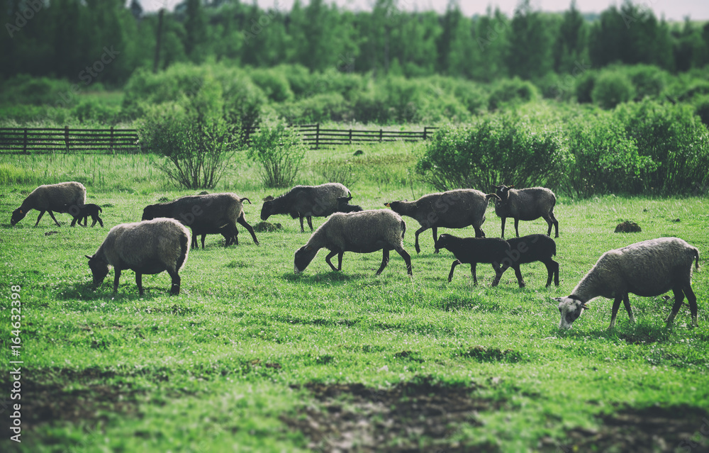 A lot of sheep grazing on pasture. A lot of sheep grazing on pasture.