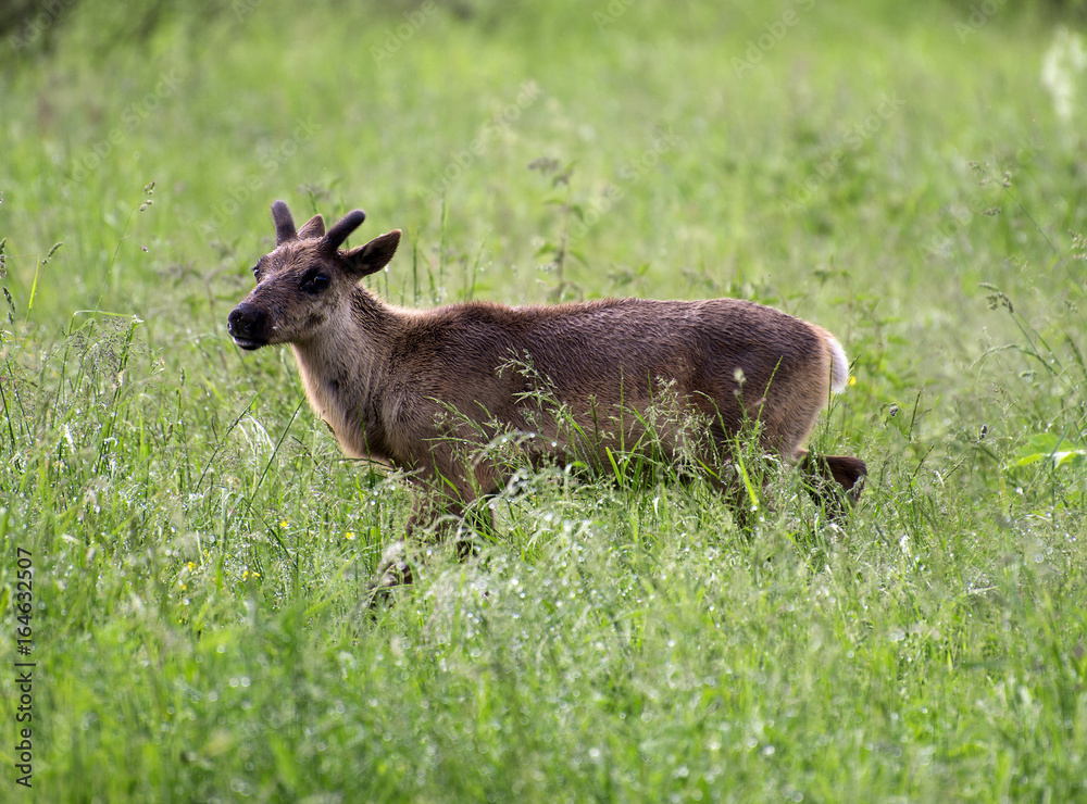 Young reindeer walking in the forest. Young reindeer walking in the forest.