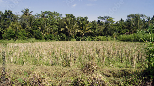 Production de Riz dans les rizière de Bali en Indonésie