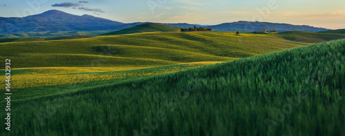 Summer in the fields of Tuscany in the sunset, panoramic view, Italy