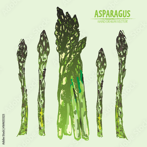 Digital vector detailed line art color asparagus vegetable hand drawn retro illustration collection set. Thin artistic pencil outline. Vintage ink flat style, engraved simple doodle sketches. Isolated