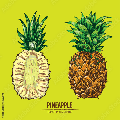 Digital vector detailed line art color pineapple fruit hand drawn retro illustration collection set. Thin artistic pencil outline. Vintage ink flat style, engraved simple doodle sketches. Isolated