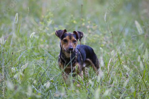 Small dog in the grass photo