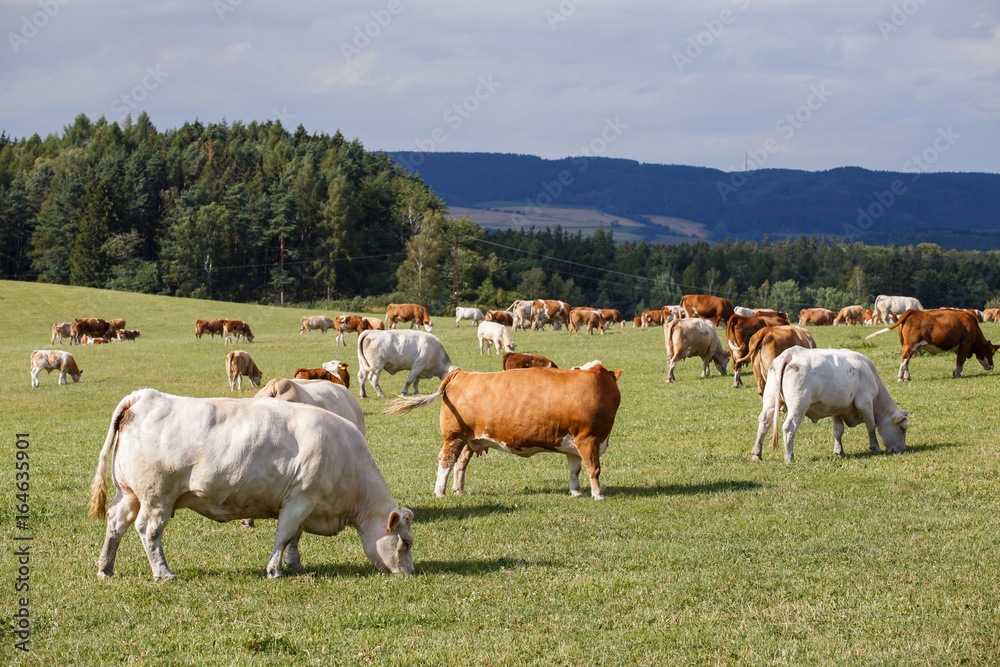 Herd of cows and calves grazing on a green meadow Herd of cows and calves grazing on a green meadow