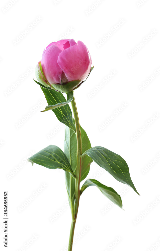 Fototapeta premium Beautiful peony flower on white background