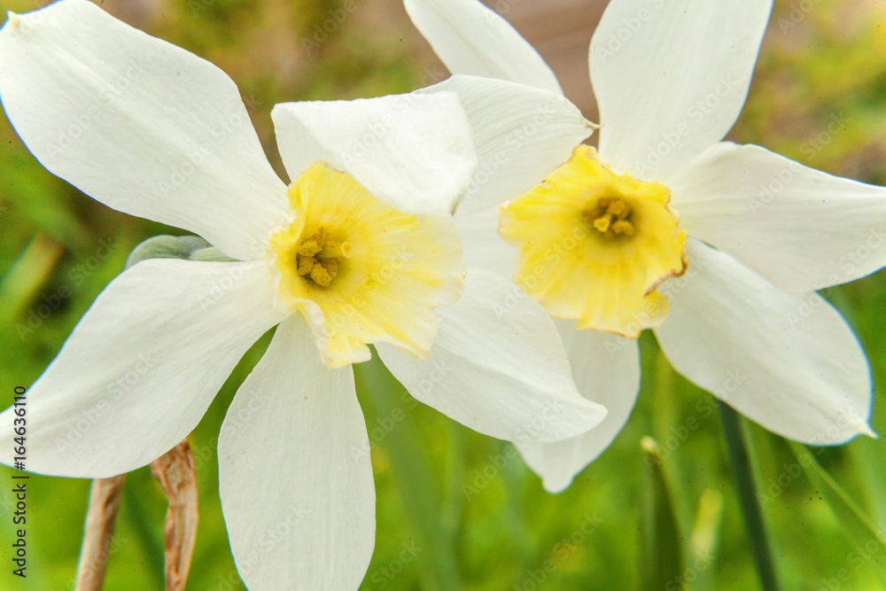 Fototapeta premium White daffodils