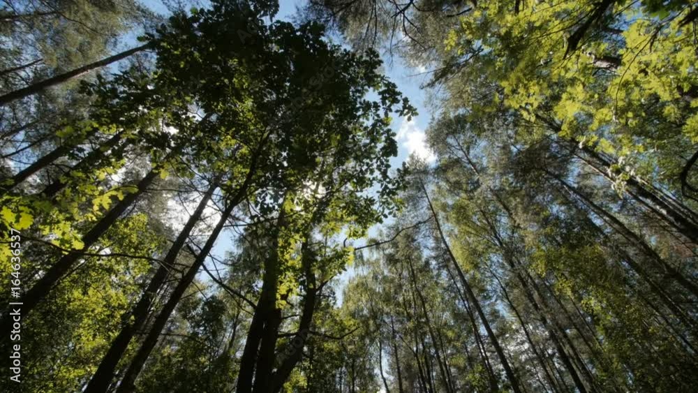 Bottom view of the trees against the blue sky with the sun. Sunlight rays are going through tree crowns.Moving forward. Slow motion video. Bottom view of the trees against the blue sky with the sun. Sunlight rays are going through tree crowns.Moving forward. Slow motion video.
