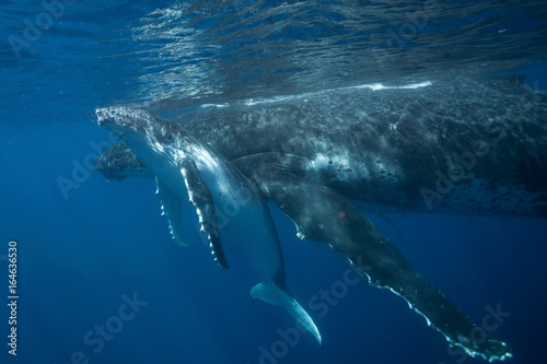 humpback whale, megaptera novaeangliae, Tonga, Vava'u island