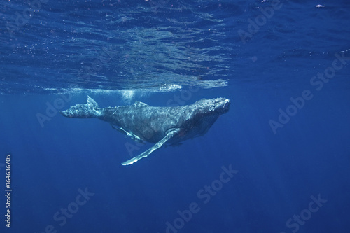 humpback whale, megaptera novaeangliae, Tonga, Vava'u island © prochym
