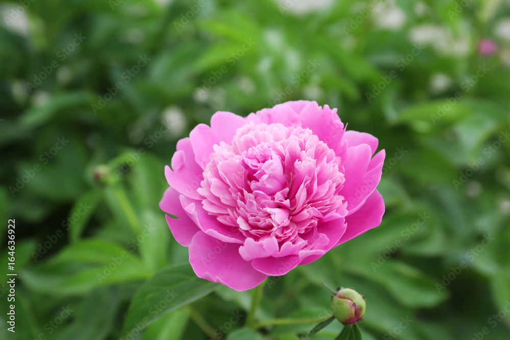 Beautiful peony flower in garden, closeup