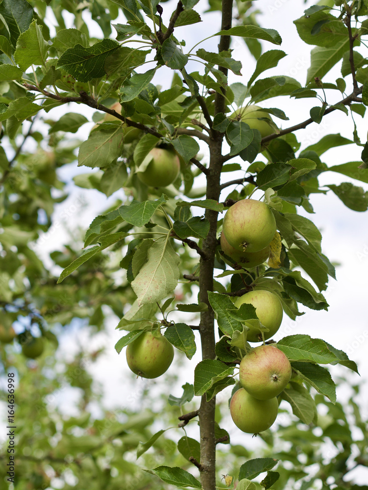 Apfelbaum 