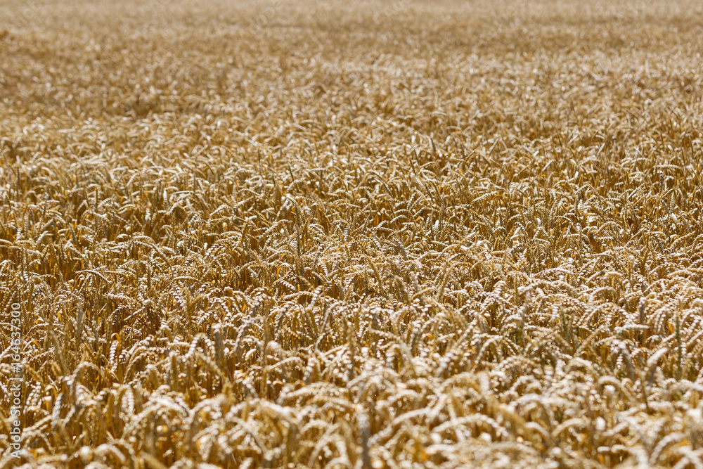 golden wheat field and sunny day golden wheat field and sunny day