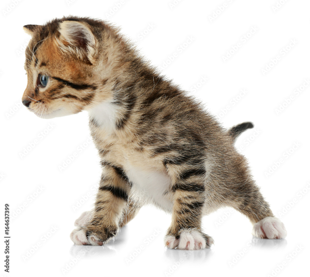 Cute little kitten on white background Cute little kitten on white background