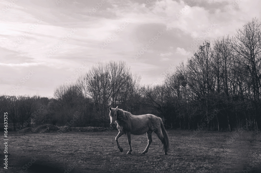 cheval cheval