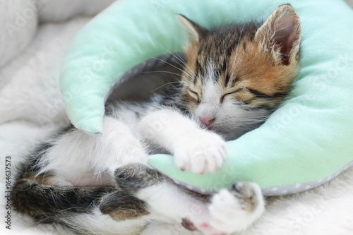 Fototapeta Naklejka Na Ścianę i Meble -  Cute little kitten with decorative pillow sleeping on soft plaid at home
