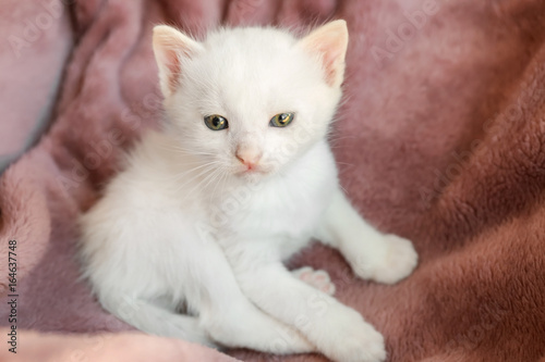 Cute little kitten resting on soft plaid at home