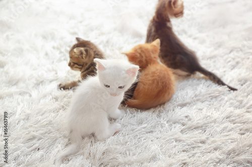 Cute little kittens playing on furry rug at home