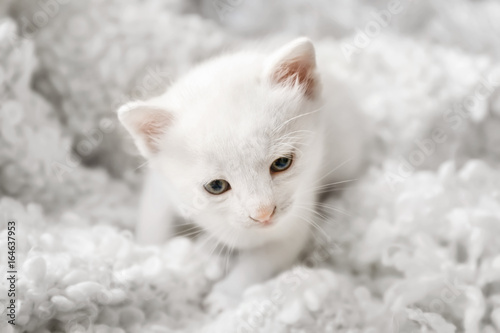 Cute little kitten on soft plaid at home