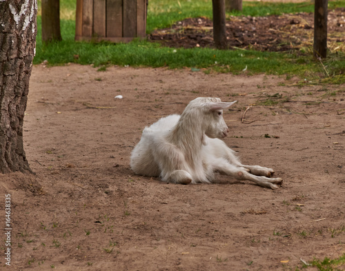 A white goat  lies in the shade of a tree White goat  lies on the ground near the birch. The head is slightly lowered and looks to the right. Zoo  Pskov region  Russia  summer